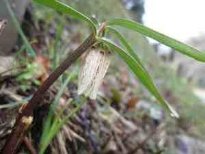 ユキワリイチゲ開花状況 島根県川本町